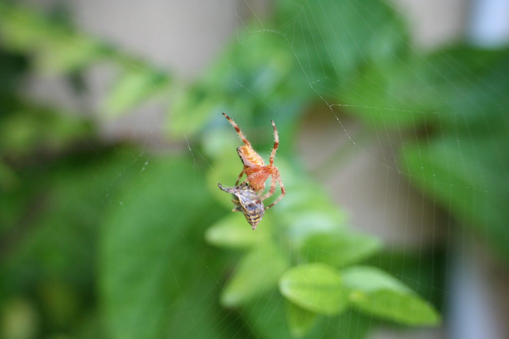 Araneus diadematus, vespa e veleno